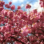 Acron Hotel Wittenberg