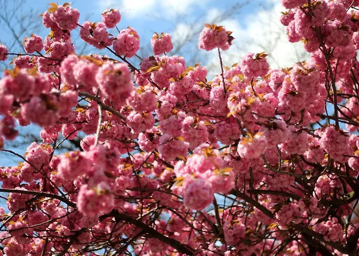 Acron Hotell Wittenberg